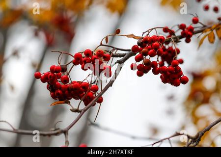 Bacche invernali rosse sul ramo di Rowan o albero di cenere di montagna. Macro natura con sfondo bokeh sfocato. Dublino, Irlanda Foto Stock