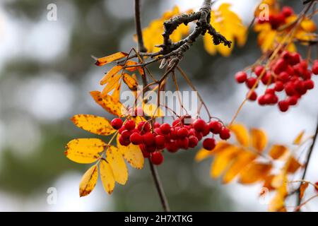 Bacche rosse brillanti e foglie gialle di Rowan albero 'Sorbus' con fuoco poco profondo e sfondo bokeh sfocato. Caduta fogliame. Dublino, Irlanda Foto Stock