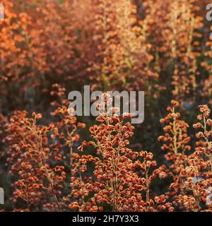 Abstract coral small flowers plant background in sunset back light. Soft Selective focus. Square card. Light tender summer layout Foto Stock