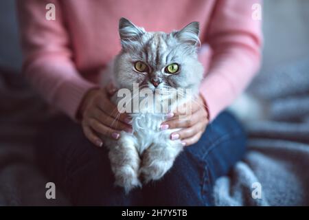 Gatto persiano grigio cinchilla con grandi occhi verdi sdraiati in braccia di donna Foto Stock