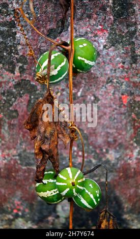 Bryony nativo o cetriolo a strisce (Diplociclos palmatus) Foto Stock