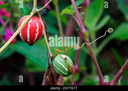 Bryony nativo o cetriolo a strisce (Diplociclos palmatus) Foto Stock