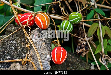 Bryony nativo o cetriolo a strisce (Diplociclos palmatus) Foto Stock