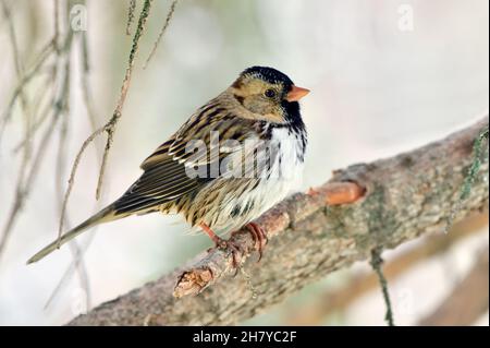 Harris' Sparrow,'Zonotrichia querula', arroccato su un ramo d'albero nella campagna Alberta Canada. Foto Stock