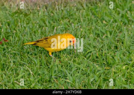 Zafferano Finch (Sicalis flaveola) che mangia semi d'erba Foto Stock
