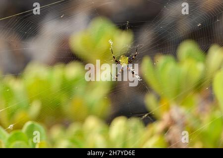 Ragno hawaiano giardino, argiope appensa orb-tessitura Foto Stock