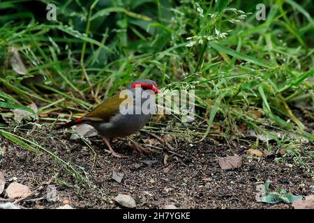 Vendita al dettaglio di rosso-browed (Neochmia temporalis) che si alimenta sull'erba di inverno. I sessi sono simili. Wallacia, nuovo Galles del Sud, Australia Foto Stock