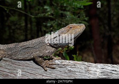 Drago bearded orientale (Pogona barbata) che giace su un ceppo, testa sollevata, allerta. Mulgoa, nuovo Galles del Sud, Australia Foto Stock