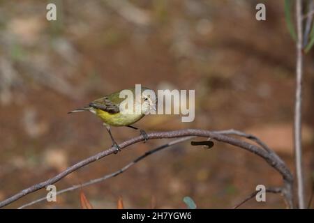 Weebill (Smicrornis brevirostris) l’uccello più piccolo d’Australia, lungo da 8 a 9 cm. I maschi e le femmine sembrano uguali. Dryandra Woodland, regione del Wheatbelt, Wester Foto Stock