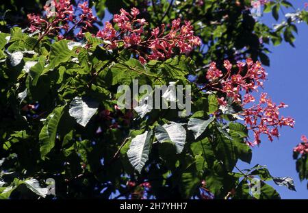 L'AESCULUS X CARNEA O CASTAGNO DI CAVALLO ROSSO È UN ALBERO DI MEDIE DIMENSIONI. I SUOI FIORI ESILI SONO PORTATI IN PENNACCHI. Foto Stock