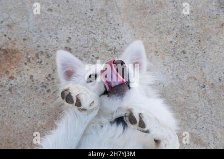 Bianco svizzero Shepard, ritratto bianco cane Foto Stock