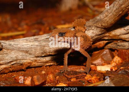 Manopola-coda a fasce (Nephrurus wheeleri) che si arrampica su un ceppo. Pannawonica, regione di Pilbara, Australia Occidentale, Australia Foto Stock