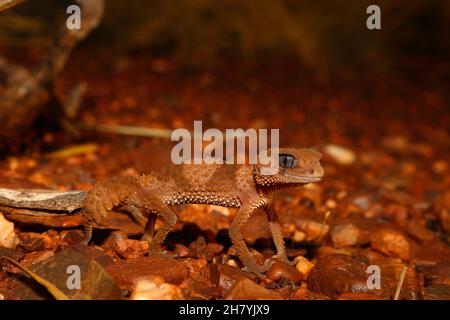 Coda di pomolo a fasce (Nefrurus wheeleri) che mostra il suo corpo spinoso così come la coda. Pannawonica, regione di Pilbara, Australia Occidentale, Australia Foto Stock