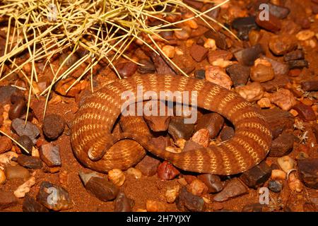 Pilbara morte adder (Acanthophis wellsi) avvolto su terra di pietra. E' un serpente calaceo, di lunghezza media 43 cm, e pericolosamente velenoso. Pannawonica, Pi Foto Stock