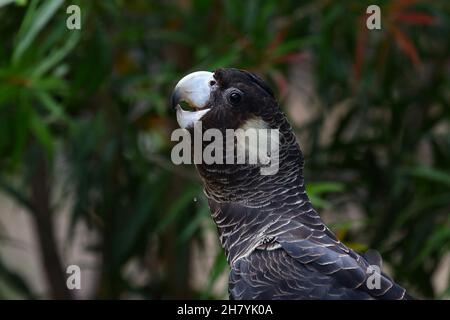 Il cupolino nero di Carnaby (Calyptorhynchus latirostris) testa di uccello che beve. Dryandra Foto Stock