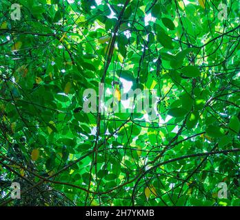 Vegetazione lussureggiante, foglie verdi impilate l'una sull'altra, luce del sole che cade attraverso le lacune delle foglie nel primo pomeriggio d'estate Foto Stock