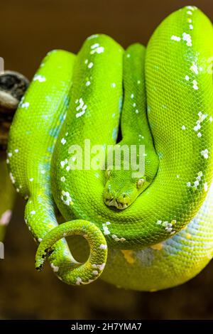 Un python di albero verde (Morelia viridis) arrotolato su un ramo di un albero. Foto Stock