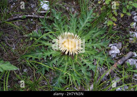 Carlina acanthifolia, Acanthus-Leaved Carline Thistle, Compositae. Piante selvatiche sparate in estate. Foto Stock