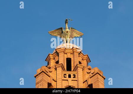 Liver Bird in cima al Liver Building, Liverpool, Inghilterra, Regno Unito Foto Stock