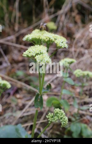 IloTelefio massimo, Sedum massimo, Crassulaceae. Piante selvatiche sparate in estate. Foto Stock