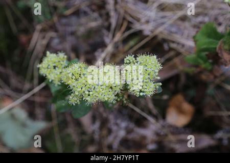 IloTelefio massimo, Sedum massimo, Crassulaceae. Piante selvatiche sparate in estate. Foto Stock