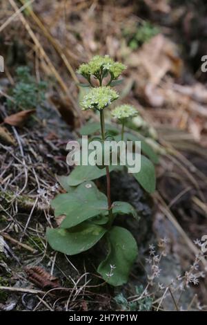 IloTelefio massimo, Sedum massimo, Crassulaceae. Piante selvatiche sparate in estate. Foto Stock