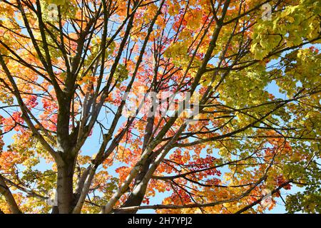 goldene Blätter eines Ahornbaumes im herbstlichen Sonnenlicht Foto Stock