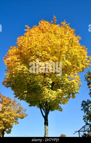 goldene Blätter eines Ahornbaumes im herbstlichen Sonnenlicht Foto Stock