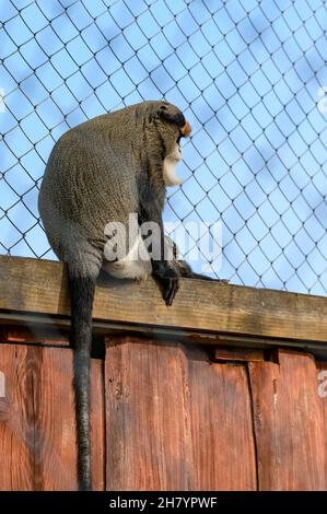 De Brazza scimmia Cercopithecus zanectus dall'Africa in cattività, falena isolata in uno zoo, uno zoo in Ucraina. Foto Stock