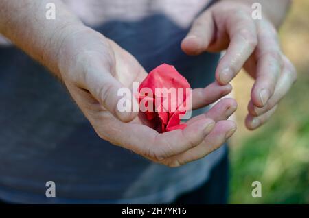 L'uomo adulto innervosly innesti un pezzo di carta rossa. Mani che tengono un pezzo di carta attorcigliato in una sfera. Stress emotivo. Movimento sfocato, sfocatura, nois Foto Stock