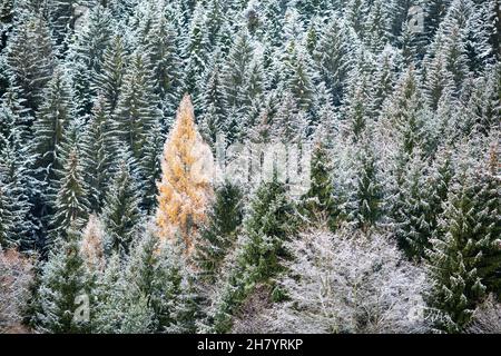 la foresta innevata di conifere, gli spruces e un unico larice si distingue per il suo colore giallo dorato Foto Stock