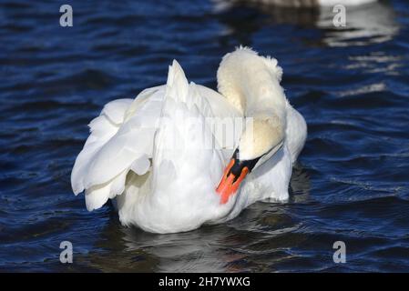 Cigno (Cygnus olor) preening Foto Stock