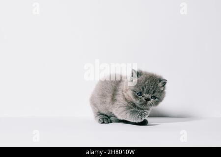 un mese vecchio piccolo gatto grigio esotico in isolato sfondo bianco Foto Stock