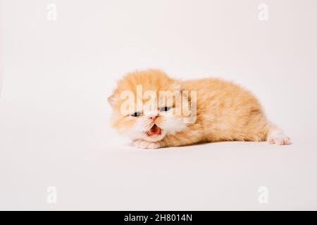 gatto esotico isolato di due settimane su sfondo bianco Foto Stock