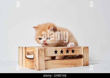 piccolo gatto esotico arancione giovane in una scatola con fondo bianco isolato Foto Stock