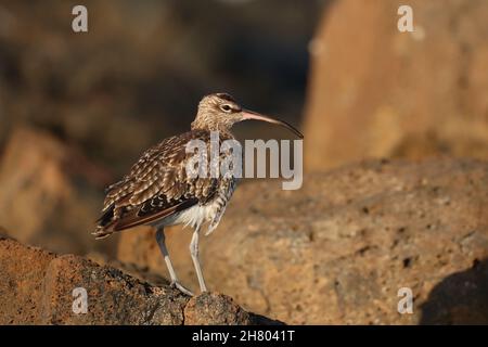 Whimbrel su una costa rocciosa dove si nutrono la caccia di crostacei tra le rocce. Queste immagini di settembre sarebbero un individuo di inverno. Foto Stock