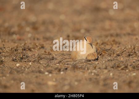 Le immagini con un pulcino erano insolite come questo era settembre, con la maggior parte dell'allevamento che ha luogo febbraio - aprile. Questo era anche un pulcino molto giovane! Foto Stock