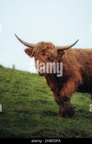 Mucca delle Highland con pelliccia marrone lunga e corna che pascolo in campo verde in campagna durante il giorno Foto Stock