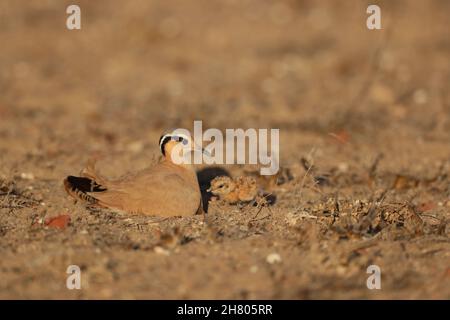 Le immagini con un pulcino erano insolite come questo era settembre, con la maggior parte dell'allevamento che ha luogo febbraio - aprile. Questo era anche un pulcino molto giovane! Foto Stock