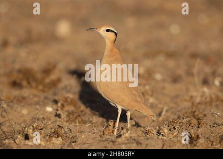 Le immagini con un pulcino erano insolite come questo era settembre, con la maggior parte dell'allevamento che ha luogo febbraio - aprile. Questo era anche un pulcino molto giovane! Foto Stock