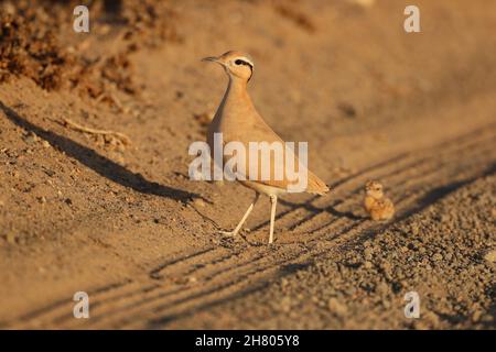 Le immagini con un pulcino erano insolite come questo era settembre, con la maggior parte dell'allevamento che ha luogo febbraio - aprile. Questo era anche un pulcino molto giovane! Foto Stock