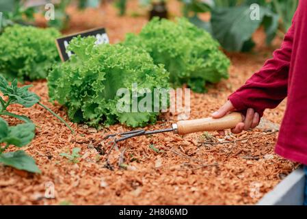 Coltivare il giardiniere irriconoscibile con rastrello allentando il terreno in letto con insalata verde in fattoria Foto Stock