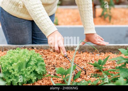 Coltivare il giardiniere irriconoscibile con rastrello allentando il terreno in letto con insalata verde in fattoria Foto Stock