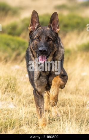 Carino cane Pastore tedesco a piedi su terreno erboso in campagna con cespugli il giorno d'estate Foto Stock