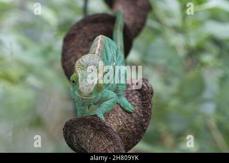 Chameleon su un ramo con contatto visivo con lo spettatore. Verde, giallo scale rosse. Primo piano dettagliato dell'interessante rettile. Foto Stock