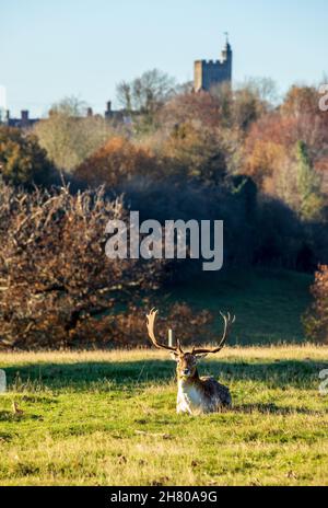 Stag di Fallow in autunno a Knole Park, Kent Foto Stock