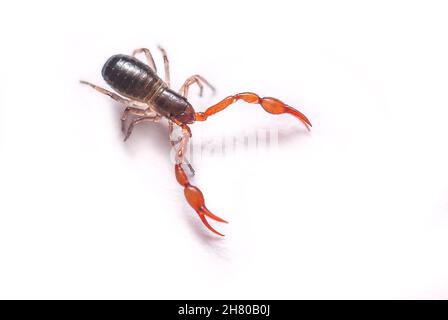 Primo piano immagine macro di un piccolo Pseudoscorpion - Neobisium carcinoides, isolato Foto Stock