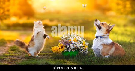 corgi divertente cucciolo cane e gatto soffice cattura farfalle in un giardino estivo soleggiato accanto ad un bouquet di fiori Foto Stock