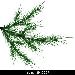 Verde e lussureggiante ramo di abete rosso. Rami di abete. Isolato su illustrazione vettoriale bianca Illustrazione Vettoriale