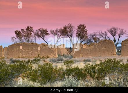 Pioppi neri americani alberi su ruderi di truppa quarti all'alba a Fort Selden membro Monumento di Mesilla Valley vicino a Radium Springs, Nuovo Messico, STATI UNITI D'AMERICA Foto Stock